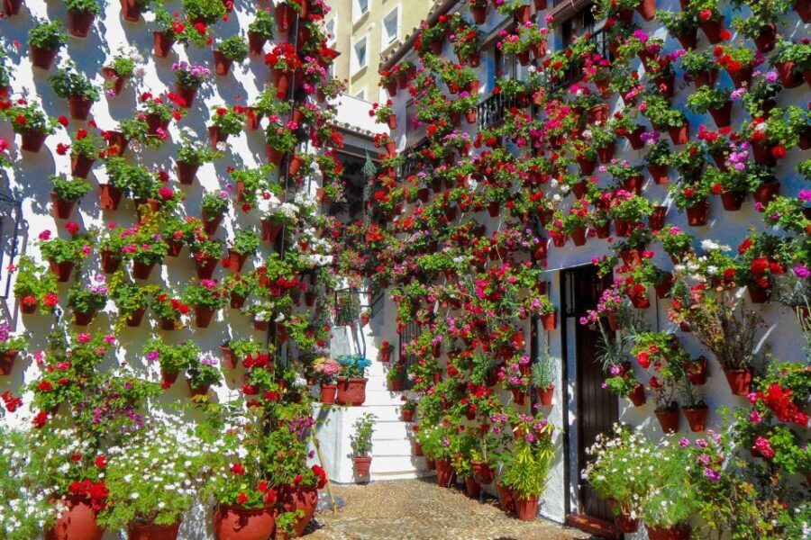 Córdoba: Guided Tour of the Patios - Price and Value: Is $23 Worth It?